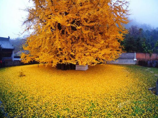 李世民栽了棵銀杏樹  美了1400年